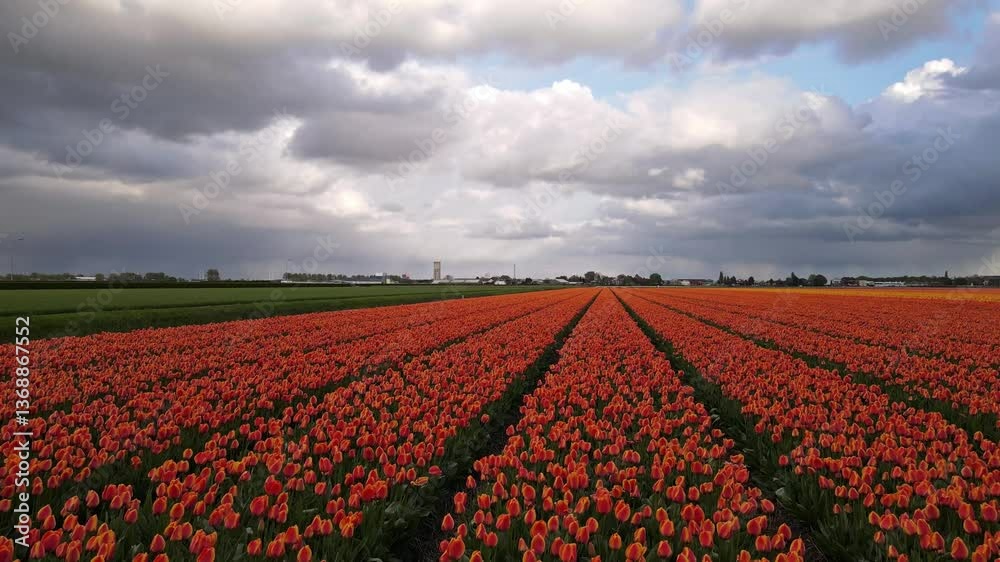 A drone captures the stunning tulip fields of Lisse from above on a cloudy day. Endless rows of vibrant flowers create a mesmerizing pattern, showcasing the beauty of Dutch spring landscapes. A drone captures the stunning tulip fields of Lisse from above on a cloudy day. Endless rows of vibrant flowers create a mesmerizing pattern, showcasing the beauty of Dutch spring landscapes.