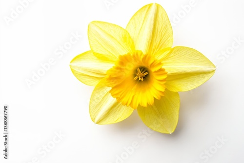 Wallpaper Mural Una sola flor de narciso amarillo sobre un fondo blanco. Torontodigital.ca