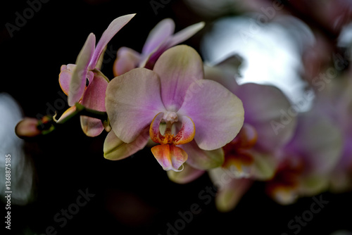 Orchid blooms showcase delicate pink and cream petals in a garden setting during springtime