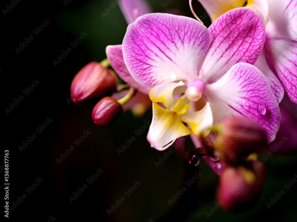 Fototapeta premium Beautiful pink orchid blossoms showcasing delicate petals with buds in a serene garden setting during early morning light