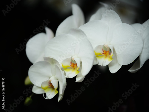 Obraz na płótnie Elegant white orchids bloom gracefully in a serene setting, showcasing nature's beauty and delicate features w salonie
