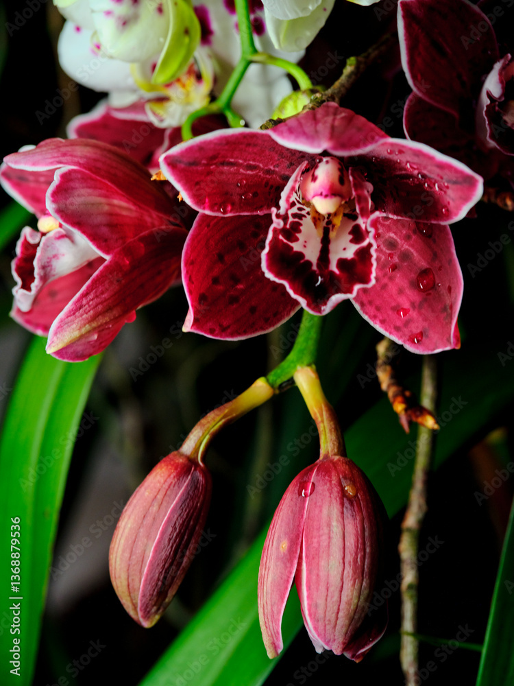 Vibrant red orchids bloom gracefully in a lush garden, showcasing nature's beauty during the peak of spring