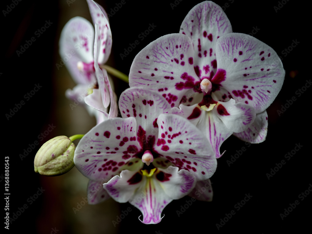 Beautiful white and purple orchids blooming against a dark background in a tranquil garden setting