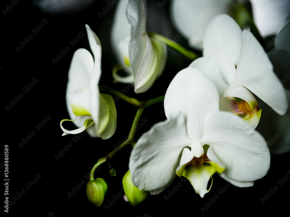 White orchids bloom gracefully in a dark background showcasing their delicate beauty and intricate details