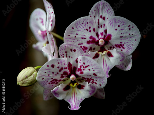 Obraz na płótnie Beautiful white and purple orchids blooming against a dark background in a tranquil garden setting w salonie