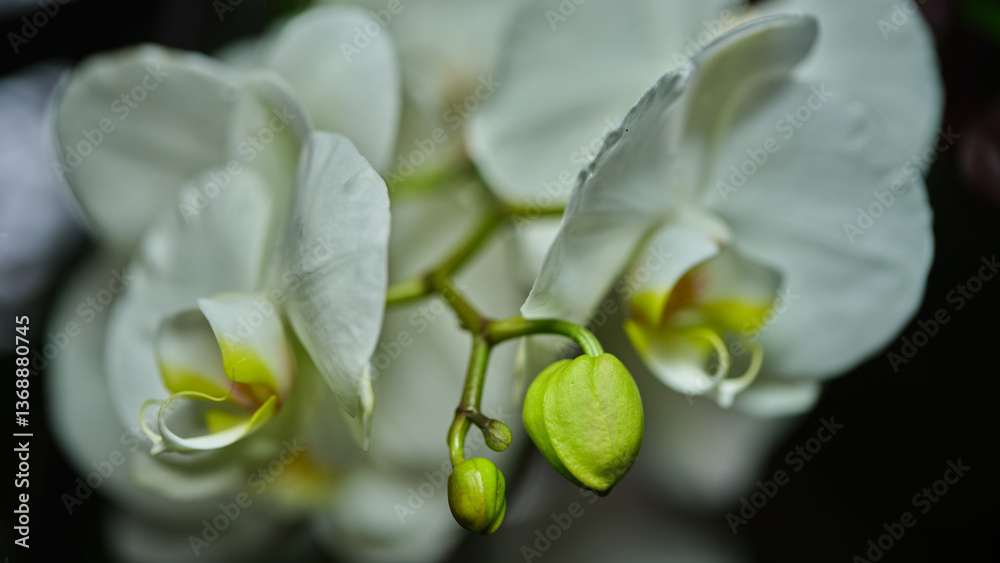 White orchid blossoms with green buds captured in a close-up in a tropical garden during late afternoon light