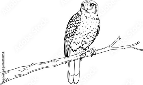 Outline of a hawk watching from a tree minimal precise bird vector design