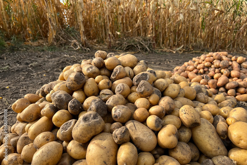 Obraz na płótnie Damaged, spoiled potatoes, unhealthy vegetables. Sick, disease, late blight. Rotten harvest. Crop failure. Tuber affected by bacterial decay. Helminthosporium solani. w salonie