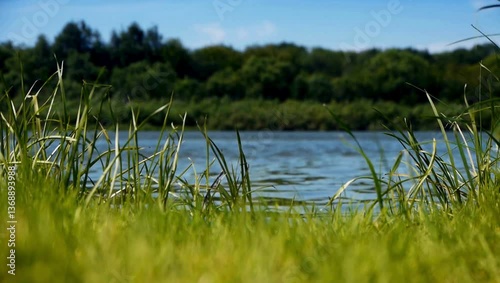 nature, green, water, sky, blue, trees, grass