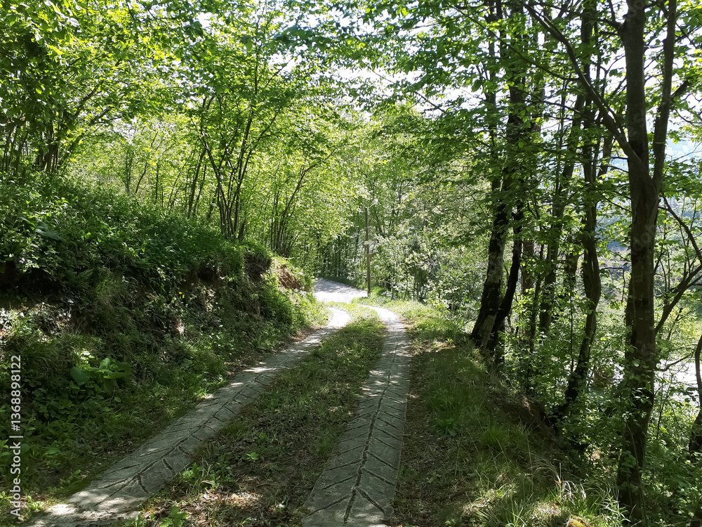 road in the forest road in the forest