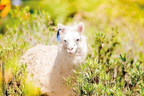 Animal llama, alpaca en arequipa peru