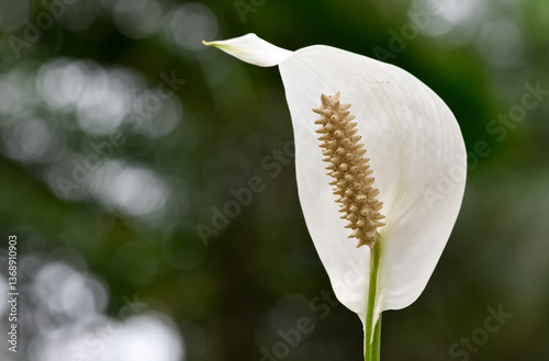 various flower photos for the background