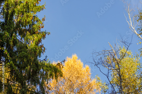 orange tree leaves in autumn day background