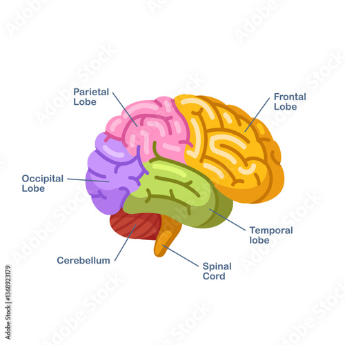 Human brain, colored labeled diogram. Modern flat style thin line vector illustration isolated on white background