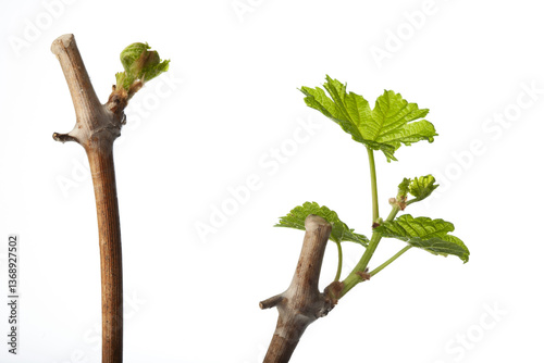 The bud opens during the germination of the grapevine