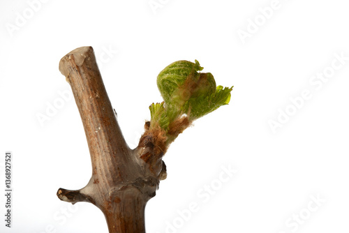 The bud opens during the germination of the grapevine