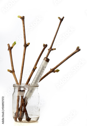 Thermometer and grapevine in a jar of algae during germination