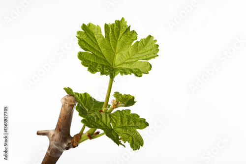Grape bud bloomed during spring sprouting
