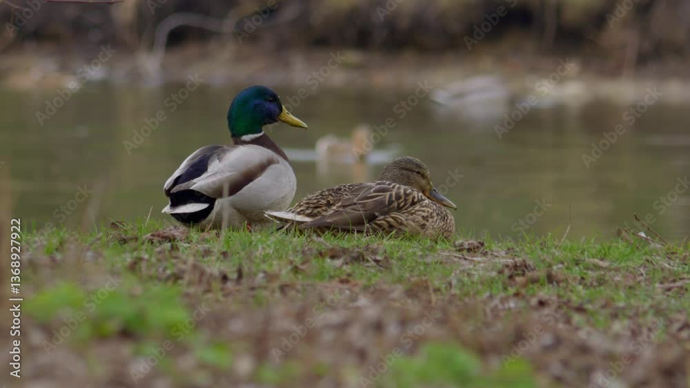 Beautiful Ducks Relaxing Peacefully by the Waters Edge During the Spring Season Beautiful Ducks Relaxing Peacefully by the Waters Edge During the Spring Season