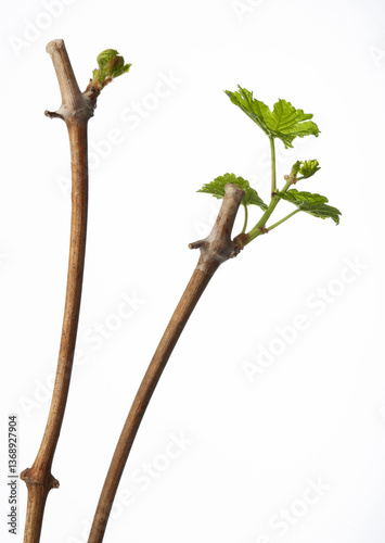Grape bud opens and releases first leaves during germination on waxed vine