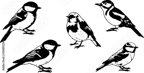 Set birds, great tit, woodpecker, robin, swallow, realistic sketch, hand drawn vector
