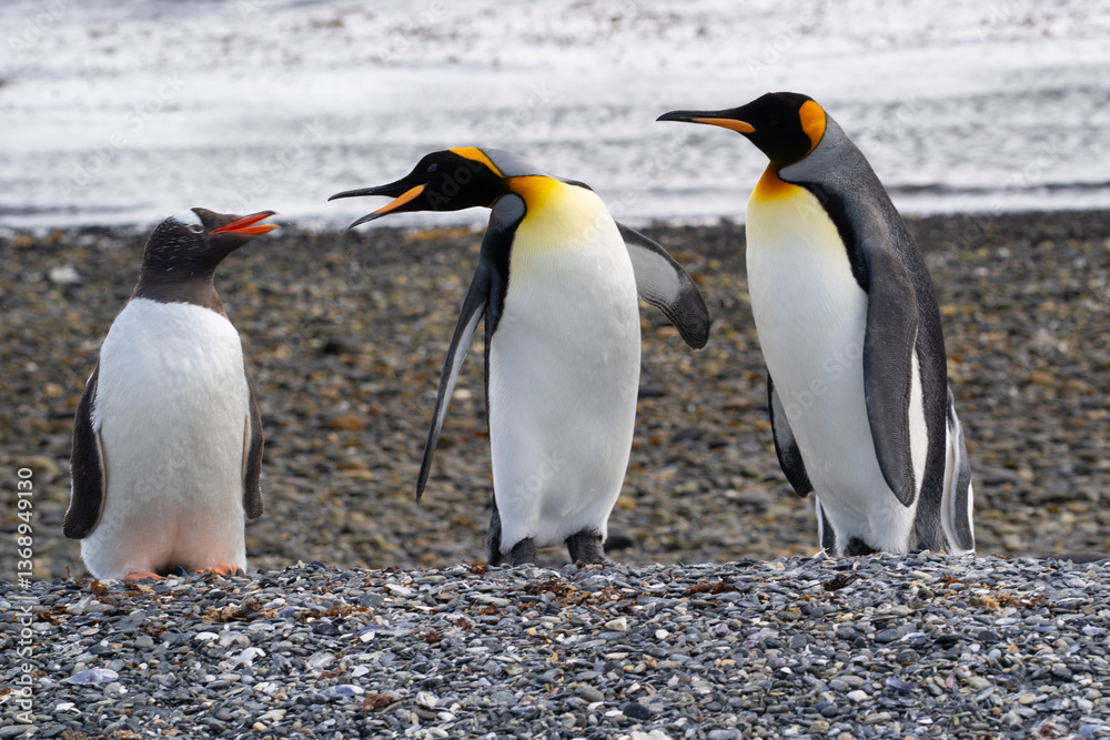 Fototapeta premium Pingouins, Manchots, Ile Martillo, Ushuïa, Argentine, Amérique du Sud