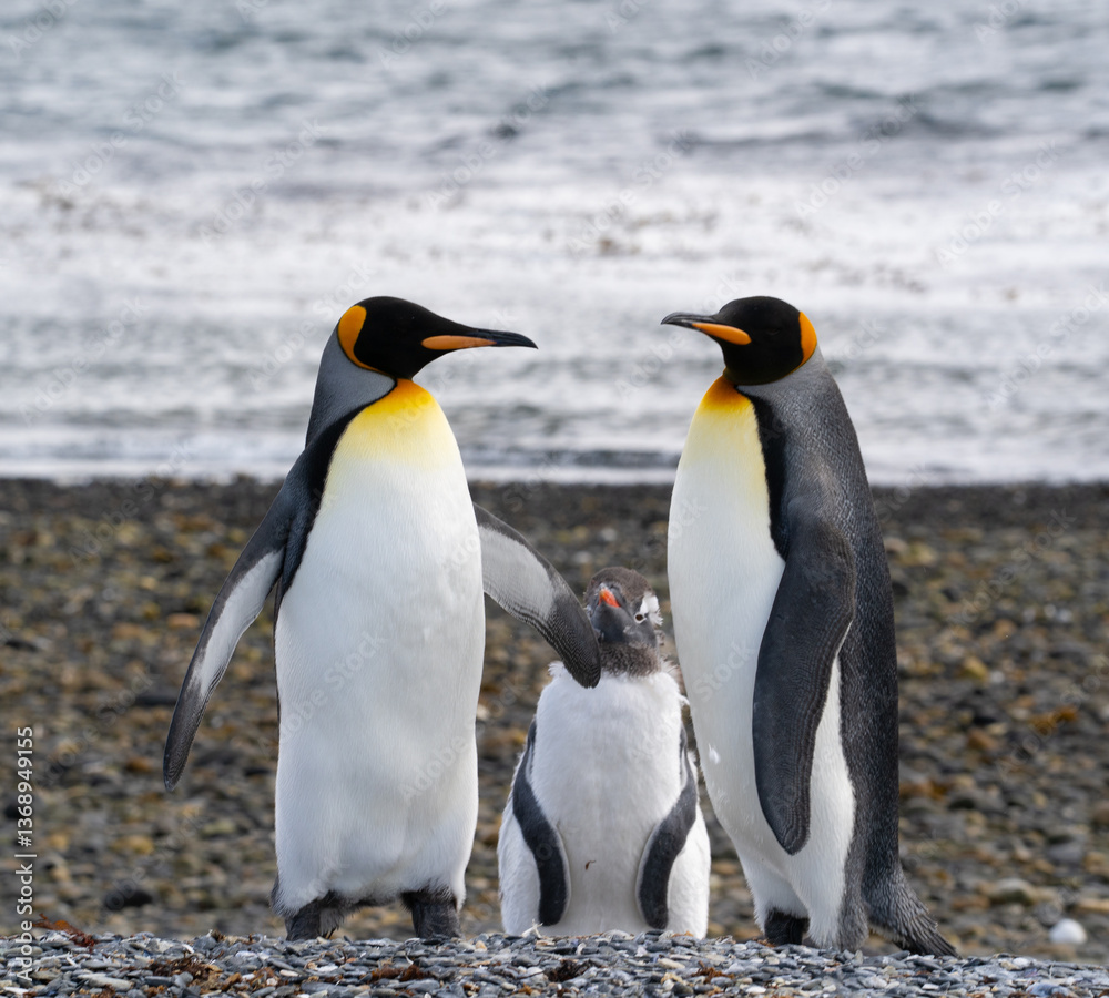 Naklejka premium Pingouins, Manchots, Ile Martillo, Ushuïa, Argentine, Amérique du Sud
