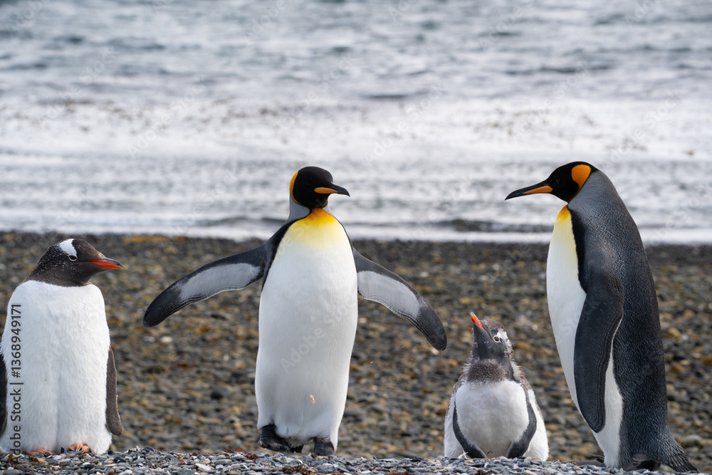 Obraz premium Pingouins, Manchots, Ile Martillo, Ushuïa, Argentine, Amérique du Sud