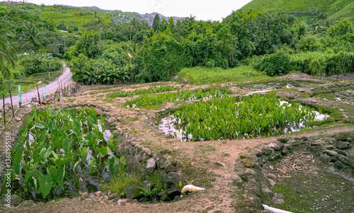 Kalo foundational food source in Hawaiian culture
