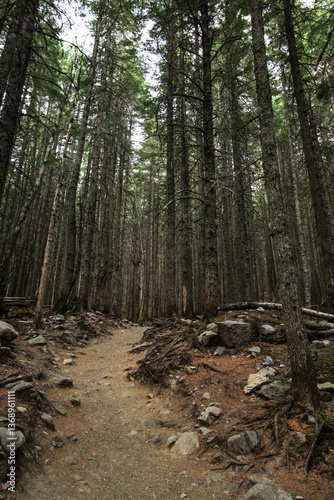 photo of beautiful trail through the forest in Glacier National Park MT