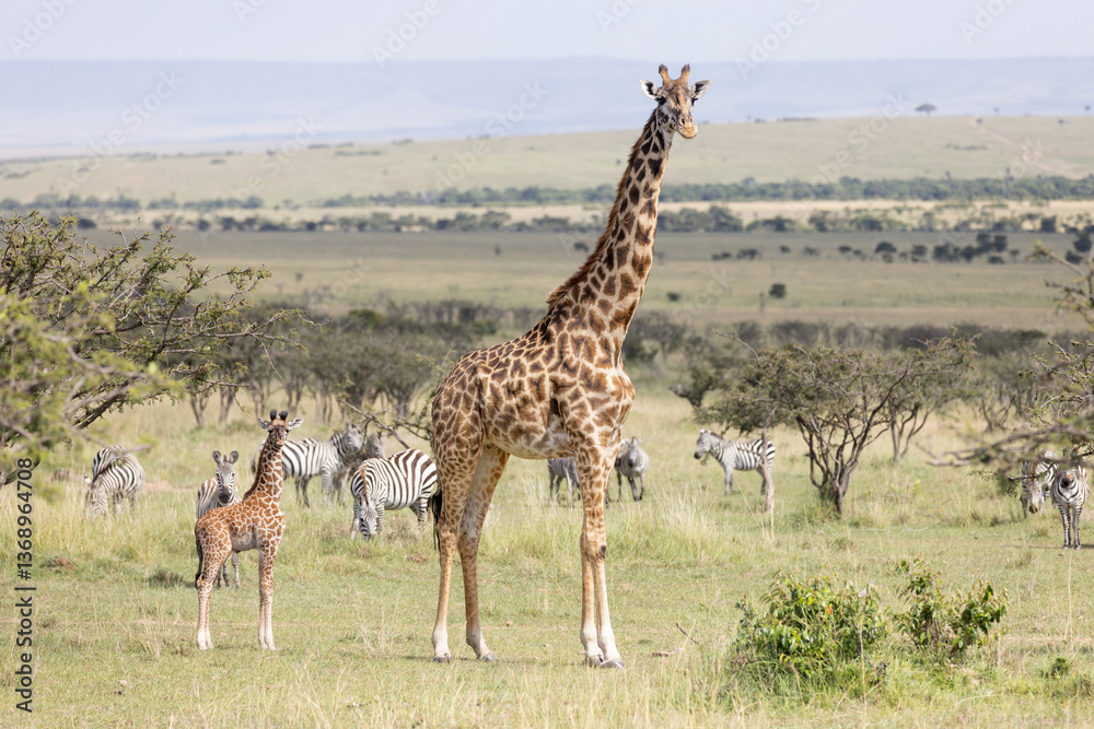 Obraz premium Giraffe Calf and Mother Nar Zebras