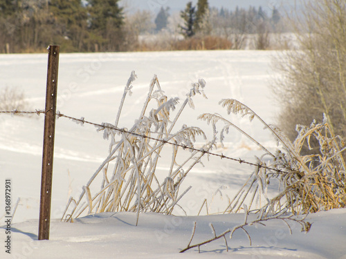 Frost covered morning.  A thick layer of hoar frost covers the grass on a winters day