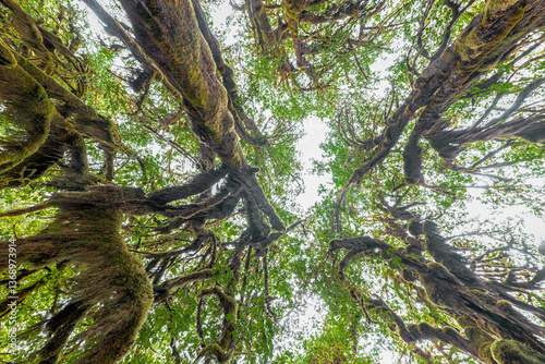 Obraz na płótnie Hoh Rain Forest in the Olympic National Park, WA w salonie