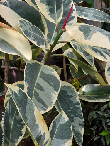 Ficus elastica 