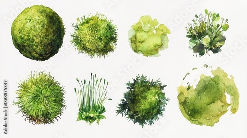 Watercolor moss illustrations set