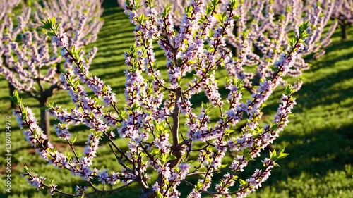 Blossoming Almond Orchard in Bright Spring Colors  