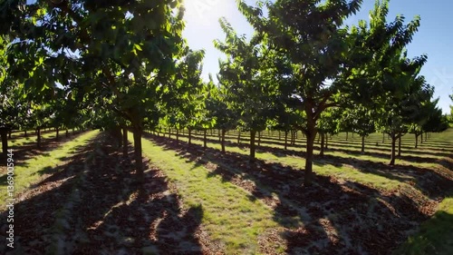 Sunlit Pecan Orchard with Lush Green Trees and Gentle Shadows  