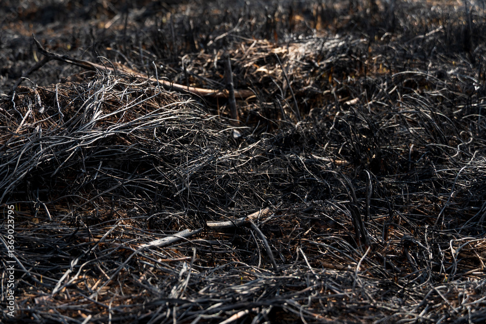 Ground covered in blackened plant matter and ash reveals the severe impact of a recent wildfire in a forested area during daylight hours Ground covered in blackened plant matter and ash reveals the severe impact of a recent wildfire in a forested area during daylight hours