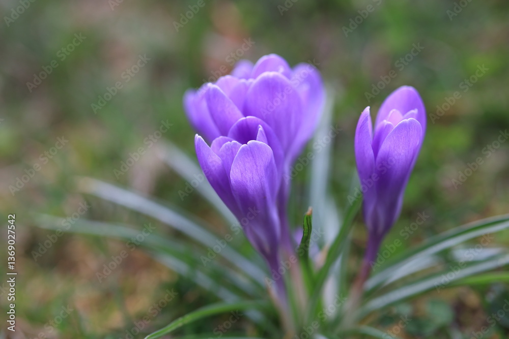 crocus crocus