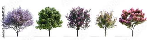Set of Magnolia liliiflora and Prunus persica (The peach) blossoming frontal street trees isolated png on a transparent background perfectly cutout
 photo