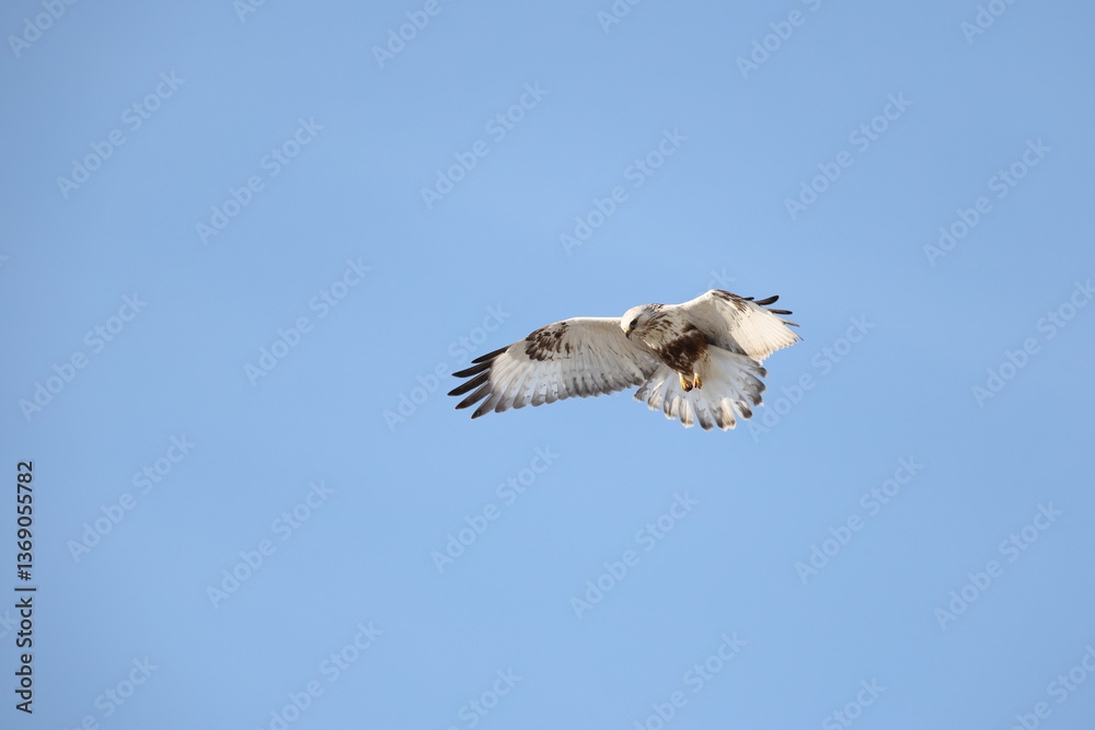 Obraz premium The rough-legged buzzard (Europe) or rough-legged hawk (North America) (Buteo lagopus menzbieri) in Hokkaido, Japan.