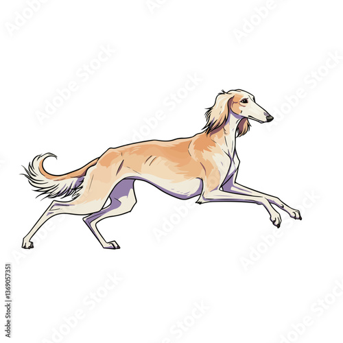 saluki