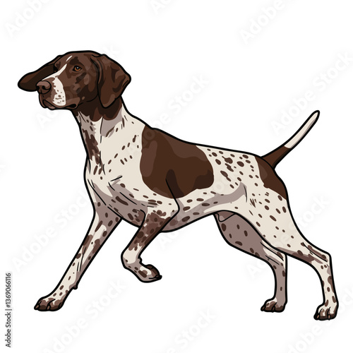 English Pointer