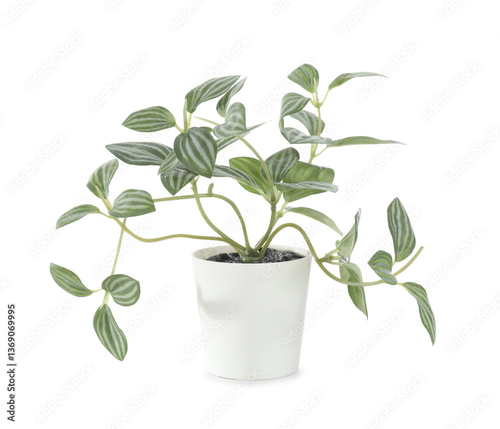 Artificial houseplant on white background Artificial houseplant on white background