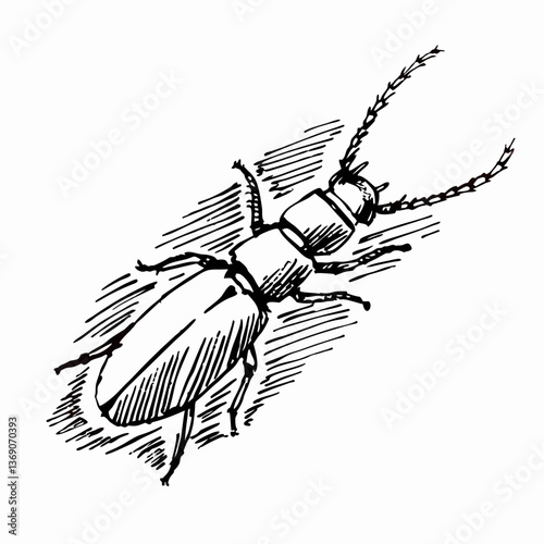 Detailed earwig line drawing from above. Vintage scientific illustration style with hatching for texture. Classic concept for entomology books, nature prints, historical design.