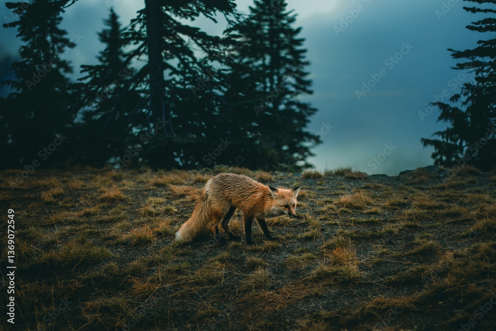 Fototapeta premium Reddish Fox Standing on Grassy Terrain Among Evergreen Trees Under Cloudy Sky in Mount Rainier National Park, Washington State, USA