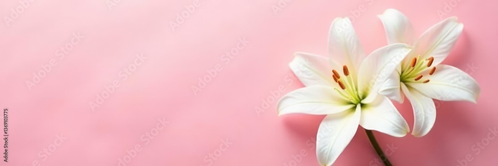 Fototapeta premium Delicate white lily blooms on a soft pink background, pure, pink background, floral