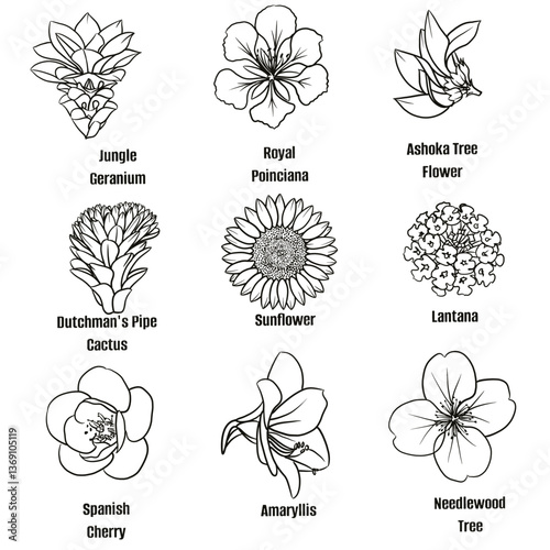 Hand drawn vector sketch set of tropical flower illustration line art; Jungle Geranium, Royal Poinciana, Ashoka Tree Flower, Dutchman's Pipe Cactus, Sunflower, Lantana, Spanish Cherry, Amaryllis