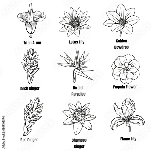 Hand drawn vector sketch set of tropical flower illustration line art;Titan Arum, Lotus Lily, Golden Dewdrop, Torch Ginger, Bird of paradise, pagoda flower, red ginger, shampoo finger, flame lily