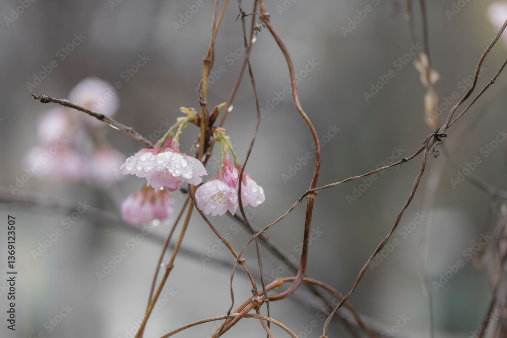 緋桜のある風景